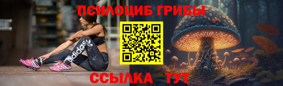 Псилоцибиновые грибы Psilocybe Санкт-Петербург